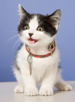 Kittens who need to be spayed can get cat insurance.